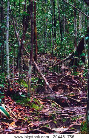 Jungle trails after rain revealing labyrint of tree roots in tropical rainforest of Sabbah Borneo Malaysia