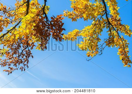 Vibrant yellow Walnut golden fall tree foliage with copy space on blue sky background