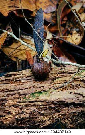 Helicopter seeds of Dipterocarpus spp. on tropical rain forest of Borneo. Tree Propagation of Dipterocarpus spp.