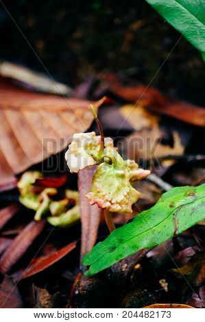 Younge sprout of Dipterocarpus spp. on tropical rain forest of Borneo. Tree Propagation of Dipterocarpus spp.