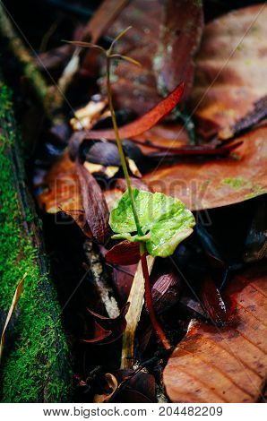 Younge sprout of Dipterocarpus spp. on tropical rain forest of Borneo. Tree Propagation of Dipterocarpus spp.
