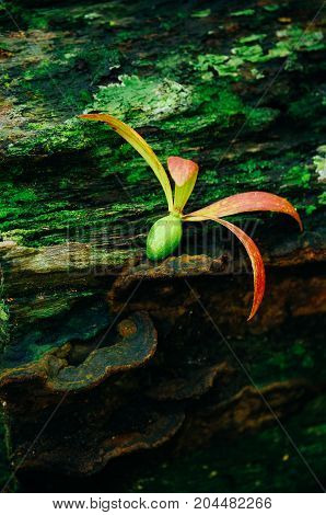 Helicopter seeds of Dipterocarpus spp. on tropical rain forest of Borneo. Tree Propagation of Dipterocarpus spp.