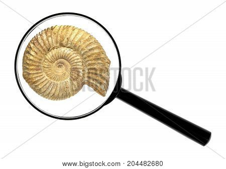 Well preserved fossilization of an extinct ammonite.