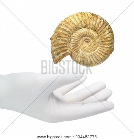 Well preserved fossilization of an extinct ammonite.