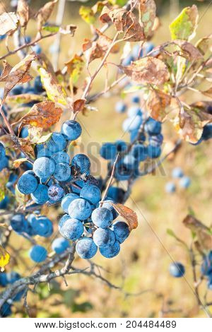 Blue Fruits Of The Blackthorn In The Autumn Of The Branches With Autumn Leaves.