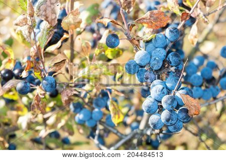Blue Fruits Of The Blackthorn In The Autumn Of The Branches With Autumn Leaves.