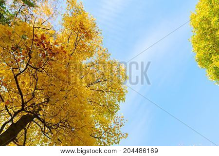 Fresh fall yellow golden tree lush on blue sky background