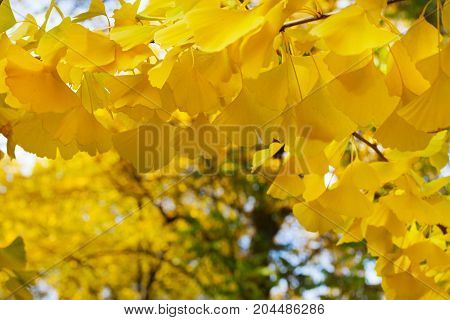 Vibrant fall yellow golden ginkgo biloba tree foliage lush