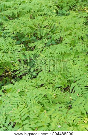 Green Leaves Of Fern In The Forest Under The Shade Of Trees.
