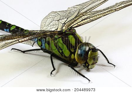 Close up on Dragonfly on white background