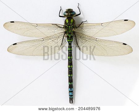 Close up on Dragonfly on white background