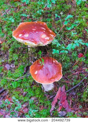 Bobeautiful forest mushrooms-boletus in the autumn forest.