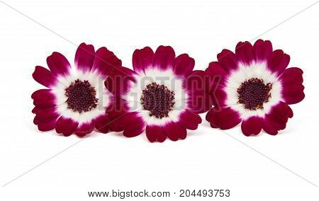 flowering cineraria daisy isolated on white background