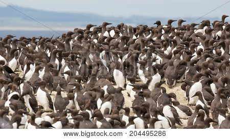 Large nesting Guillemot (Uria aalge) colony on coastal cliffs