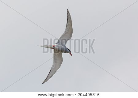 Arctic Tern ( Sterna paradisaea) returning to its young carrying a sand eel