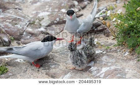 A pair of Arctic Terns( Sterna paradisaea) with young