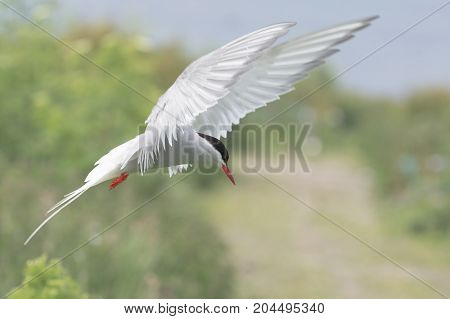 Arctic Tern ( Sterna paradisaea) returning to its young carrying a sand eel