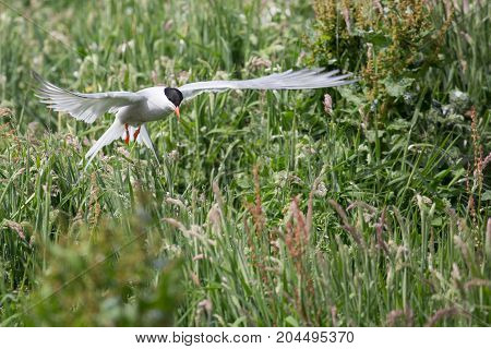 Arctic Tern ( Sterna paradisaea) returning to its young carrying a sand eel