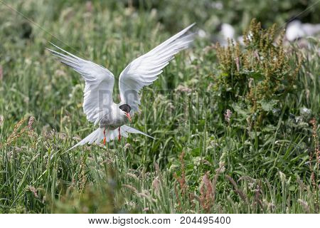 Arctic Tern In Flight