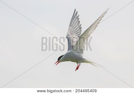 Arctic Tern In Flight