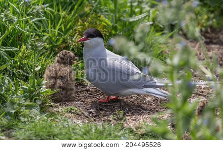Arctic Terns (Sterna paradisaea) with young chick