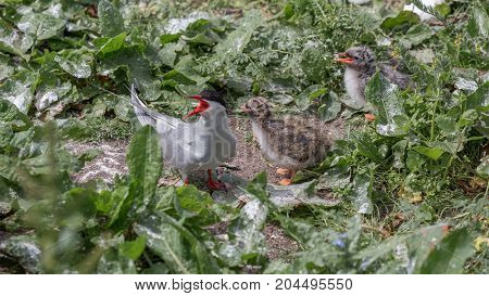 Arctic Terns (Sterna paradisaea) with young chicks