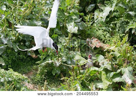 Arctic Tern  (Sterna paradisaea) with young chick