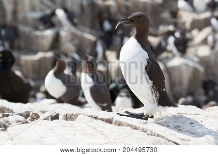 Guillemot (Uria aalge) on cliff in UK.