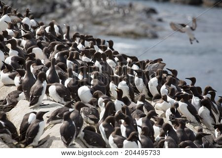 Large nesting Guillemot (Uria aalge) colony on coastal cliffs