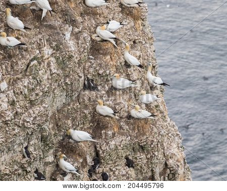 Nesting Gannets and other seabirds on a cliff in coastal Northern UK