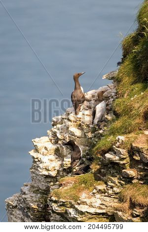 Nesting Guillemots and Razorbills on a cliff in coastal Northern UK