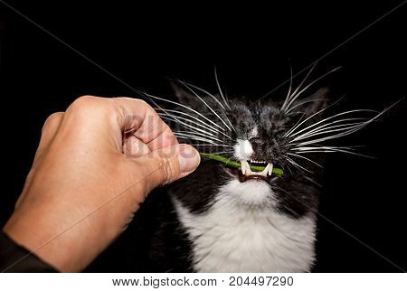 A human hand is holding grass blade and black and white cat is eating her with enjoy on black background.