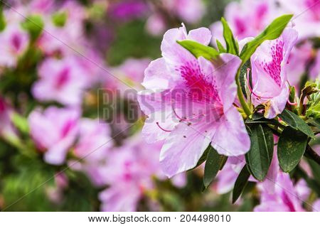 The beautiful blossoming azalea flowers in spring