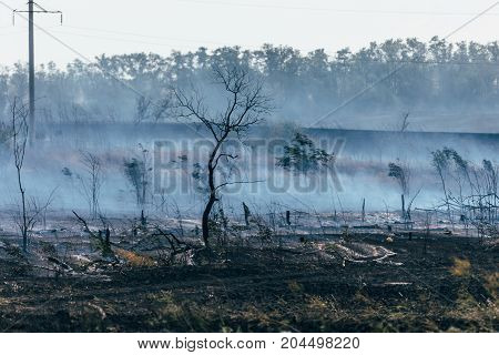 Burnt field, smoke after a fire, burnt trees, natural disaster