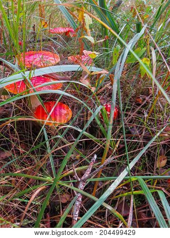 Beautiful red fly agarics in a clearing in an autumn forest. Mushroom with red cap or head