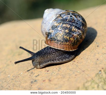 หอยทาก Ramshorn