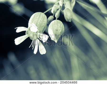 A close-up of some flowers of the Silene Vulgaris plant which is eaten in some parts of Europe especially in the mediterranean