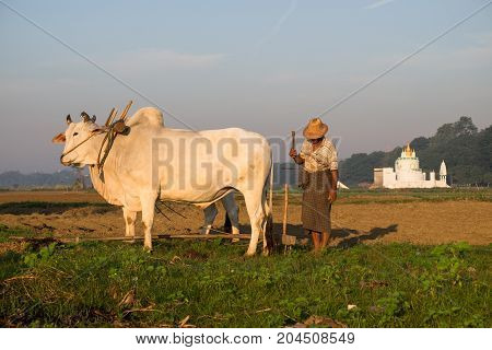 A farmer plows with a cow near U-Bein bridge in Taungthaman Lake Mandalay Myanmar