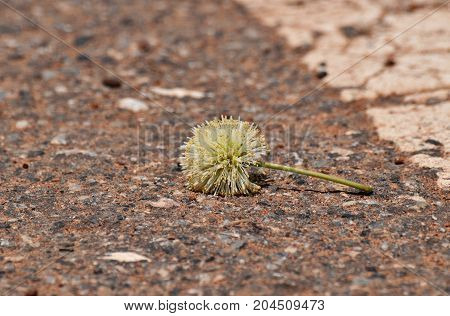 little flower on dirty asphalt road in countryside in in selective focus