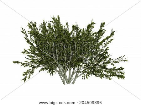 3D Rendering Creosote Bush On White
