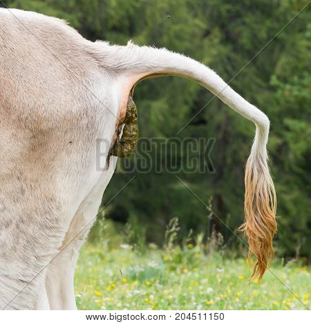 Cow Pooing On A Field