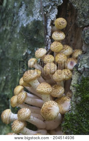 Armillaria mellea honey fungus on an old tree