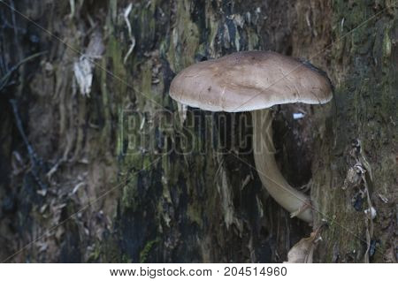 Deer Mushroom (Pluteus cervinus) on a birch tree stump