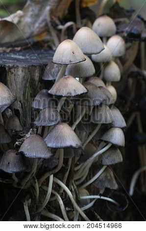 Coprinus micaceus mushroom near the tree close up