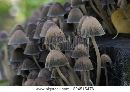 Coprinus micaceus mushroom near the tree close up