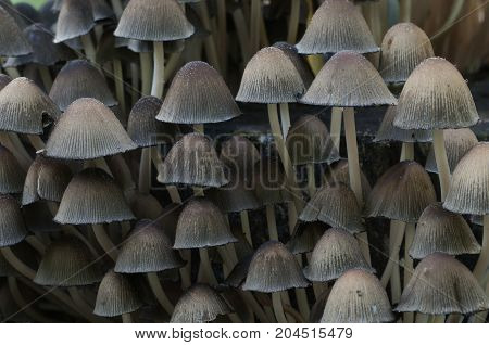 Coprinus micaceus mushroom near the tree close up