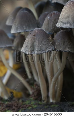 Coprinus micaceus mushroom near the tree close up