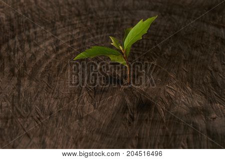 Sprouts Growing On An Old Tree Stump
