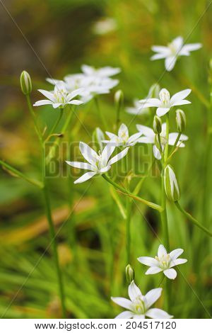 The Ornithogalum flowers closeup (Star of Bethlehem)