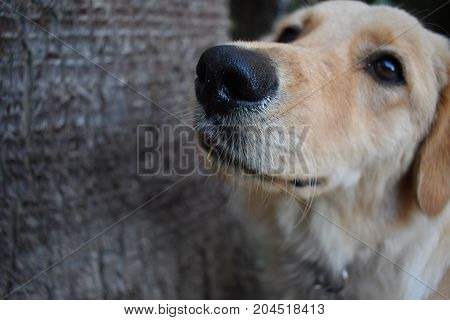golden retriever watching up. part of the image for the text. dog have wet nose. cute puppy. best friend. good boy. devotee look. dog and black background